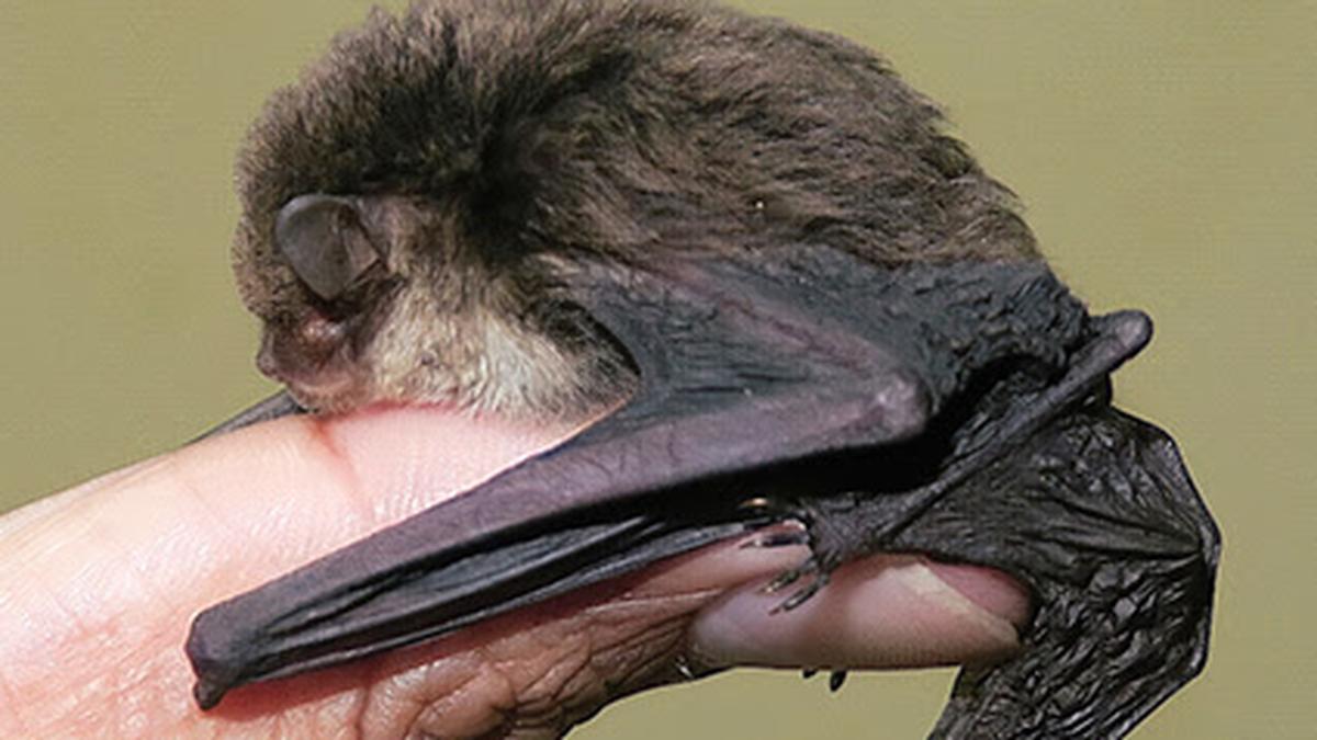 New species of bamboodwelling bat found in Meghalaya The Hindu